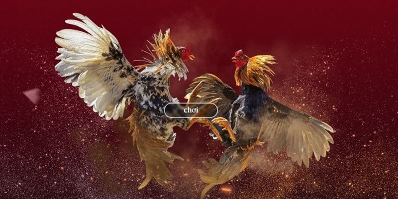 uu diem khi ca cuoc da ga uk88 Ưu điểm khi cá cược đá gà Uk88